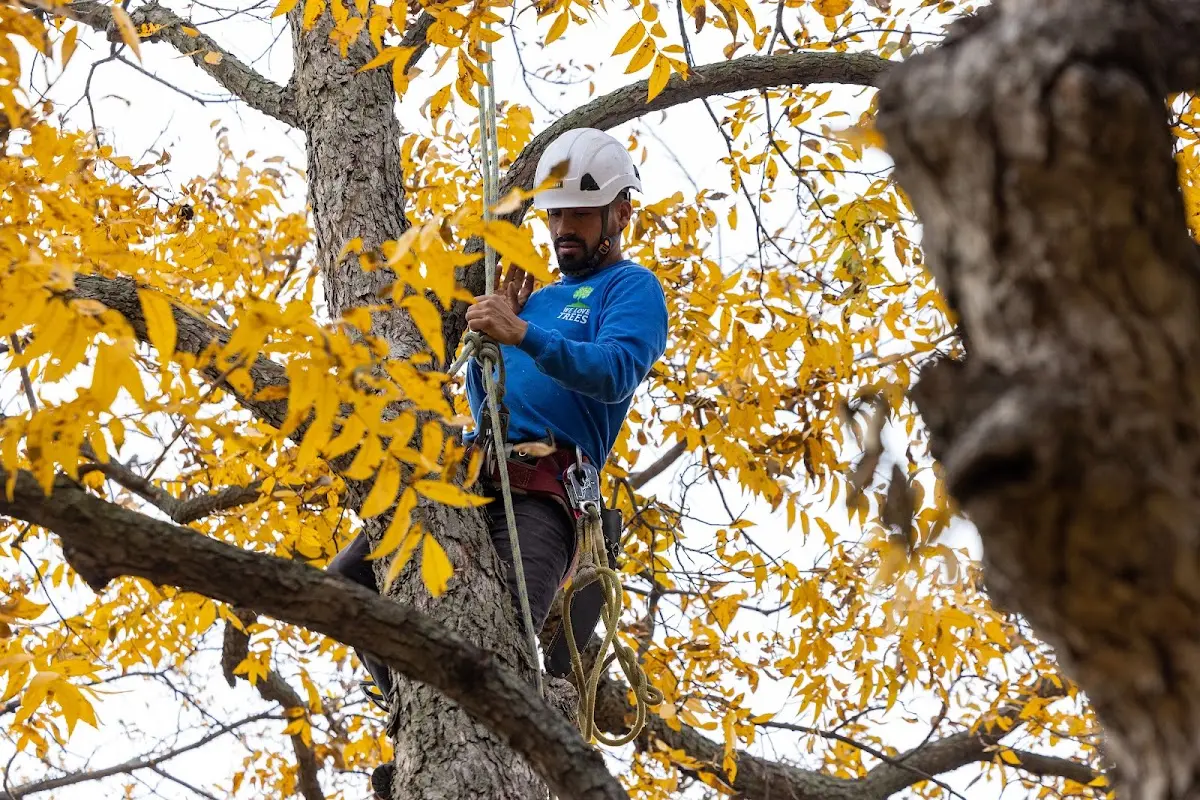 Skilled Tree Transplanting crew working in Centerville